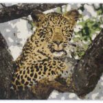 Hand Knotted Rugs in Dubai UAE