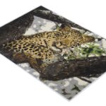 Customized Carpets in Oman Kuwait